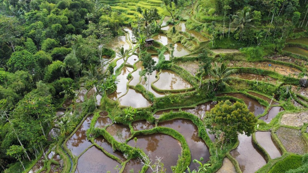 Mu Homestay Tetebatu Exteriér fotografie